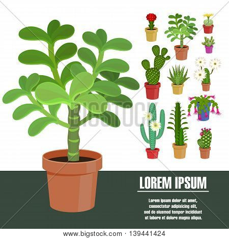 Blooming cactus. Vector illustration. Template page with the image of different kinds of cactus flower. Isolated on white background. Flat design.