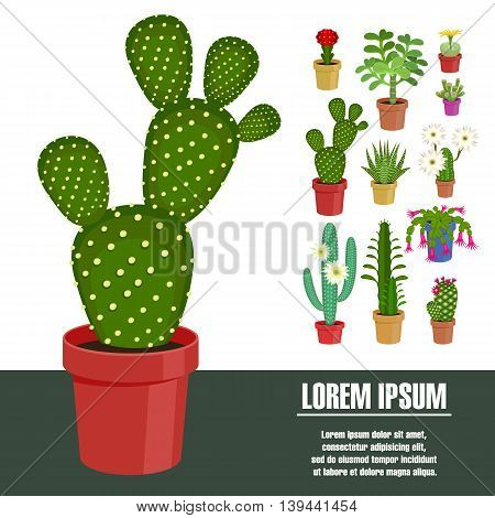 Blooming cactus. Vector illustration. Template page with the image of different kinds of cactus flower. Isolated on white background. Flat design.