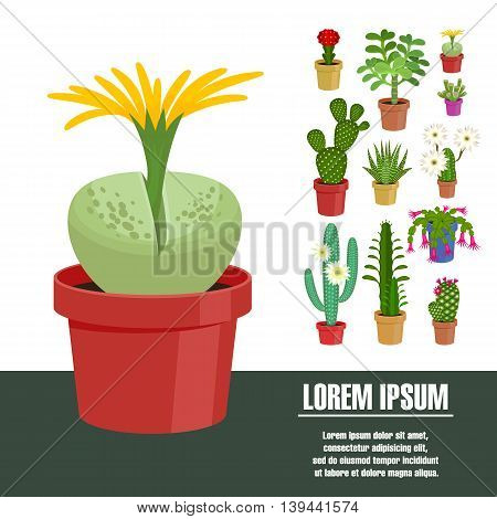 Blooming cactus. Vector illustration. Template page with the image of different kinds of cactus flower. Isolated on white background. Flat design.