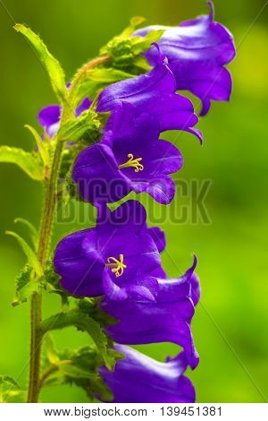 autiful bluebell flowers with rain drops on a green blur background. beautiful bluebell flowers