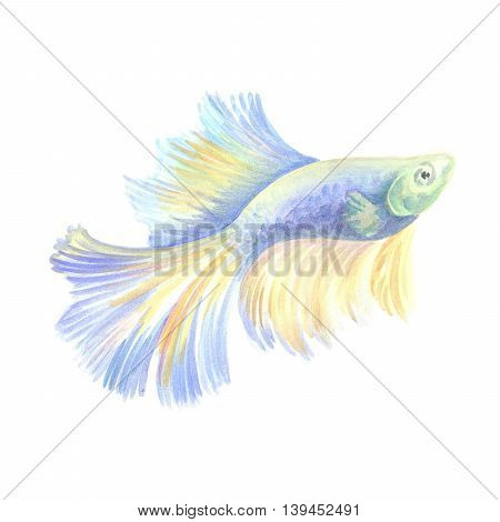 Siamese fighting fish.  Blue aquarian small fish on a white background. Watercolor painting