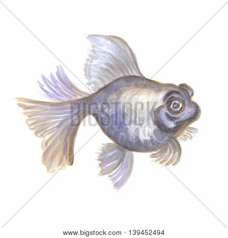 Black aquarian small fish the telescope on a white background. Watercolor painting