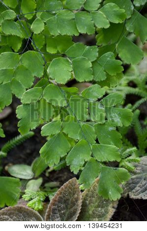 fresh green Caryota mitis leaves in nature garden
