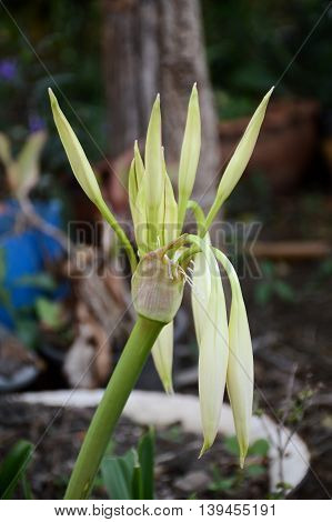 close up Crinum moorei flower in nature garden