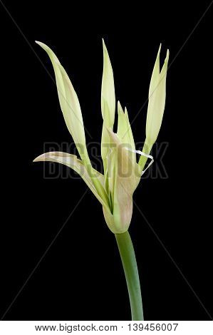 white Crinum moorei flower on black background