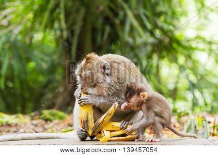 Monkeys eat bananas. Monkey forest in Ubud Bali Indonesia.