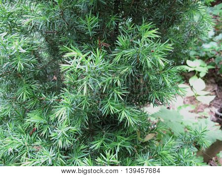 Common juniper, Juniperus communis, in herb garden