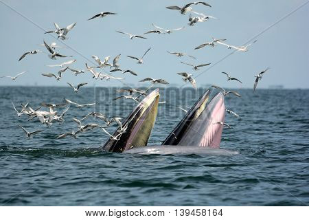 Bryes whale (mother and son) hunting shrimps in Bangtaboon Bay Thailand