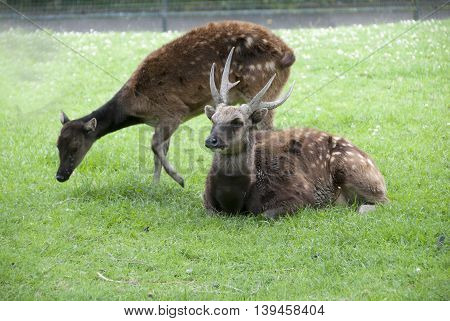 Male and Female Philippine Spotted Deer (Rusa alfredi)