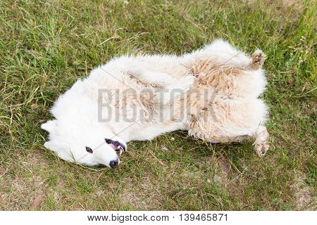 Funny white dog lying on his back on the grass