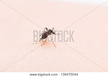 Aedes Aegypti Mosquito. Close Up A Mosquito Sucking Human Blood,mosquito Vector-borne Diseases,chiku
