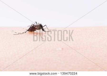 Aedes Aegypti Mosquito. Close Up A Mosquito Sucking Human Blood,mosquito Vector-borne Diseases,chiku