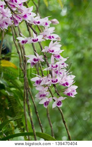 Beautiful Wild Flower Orchid,flower Orchid Scientific Name Is Dendrobium Anosmum