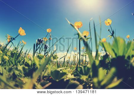 beautiful globeflowers and green grass under blue sky