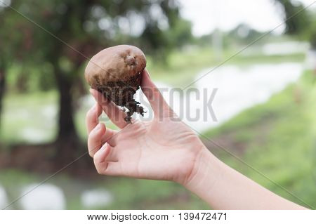 Wild Mushroom In Hand. Mushroom's Name Pisolithus Tinctorius Pers.