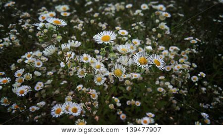 White beautiful ramones,  beautiful flowers,  summer plants