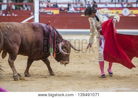 Jaen SPAIN - October 17 2008: The Spanish Bullfighter Curro Diaz bullfighting with the crutch in the Bullring of Jaen Spain