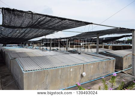 The Shrimp concrete farming. A fish hatchery in Thailand. breeding aquatic animals.