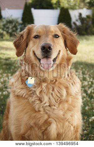Golden Retriever dog portrait centered outside in yard