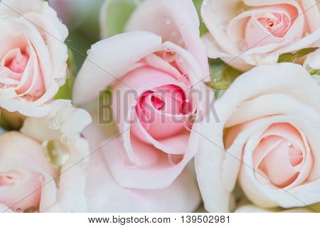 Beautiful pink roses on a wooden floor.