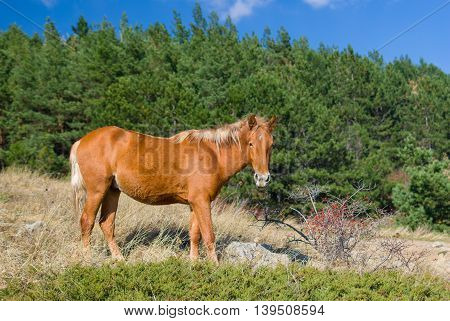 Beautiful Tatar chestnut horse near bush of wild dog-rose at autumnal season in Crimean mountains
