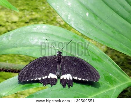 Common Mormon butterfly (Papilio polytes) in garden of Niagara Falls Ontario 16 July 2016 Canada
