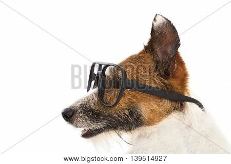 Funny Jack Russel Terrier Dog Wearing Glasses