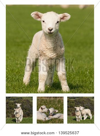 collage of little lambs on meadow at springtime