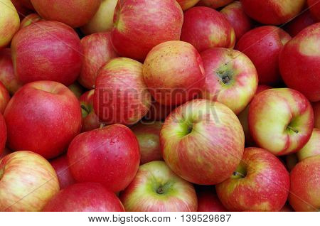 Fresh picked reddish yellow apples awaiting market