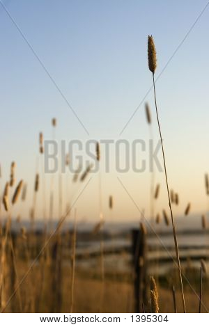 Утром пшеницы посмотреть