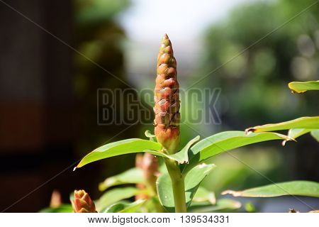 A Red sharp flowers in thailand. Macro image.