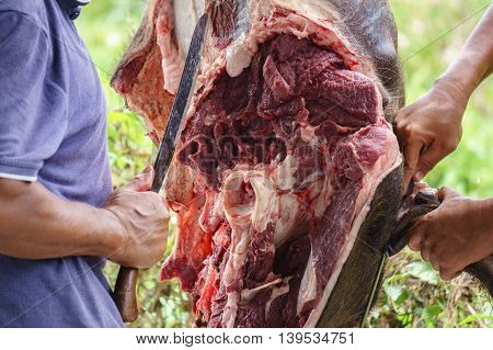 Close-up of muslim man butchers trimming a buffalo cow to be distributed to muslims in needs during Eid Al-Adha Al Mubarak or the Hari Raya Korban.