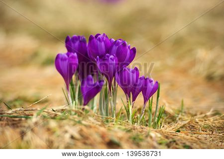 Spring flowers as a background. Spring composition