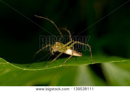 Lynx spider guarding its eggs on leaves green  background