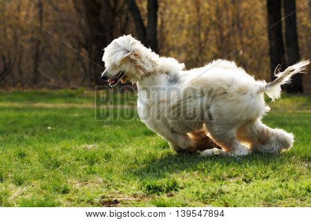 beautiful shaggy dog breed Afghan in the summer frolicking on the grass running and jumping in the evening sun