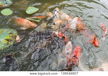 Feeding Koi Fish And Catfish At Pond In The Garden