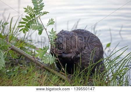 beautiful beaver close by the river sitting on green grass and chewing on the branch