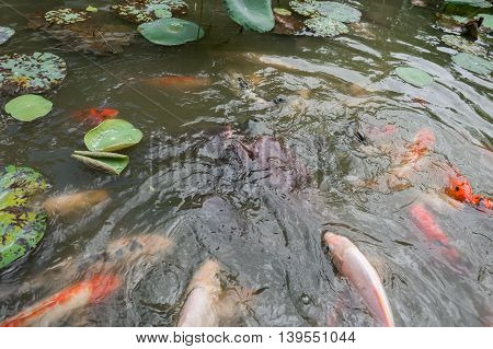 Feeding Koi Fish And Catfish At Pond In The Garden