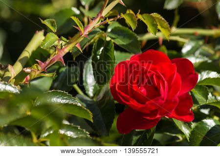 closeup of bright red rose in bloom