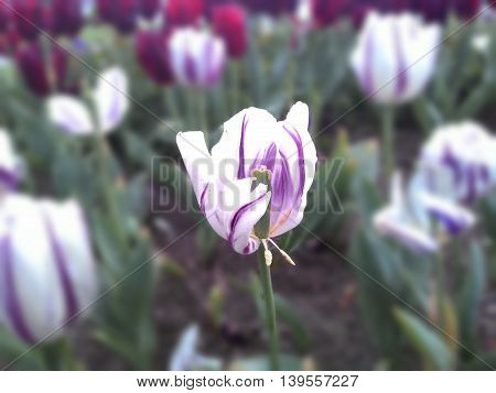 Purple Tulip in Flower Garden (Çiçek Bahçesi İçinde Eflatun Lale)