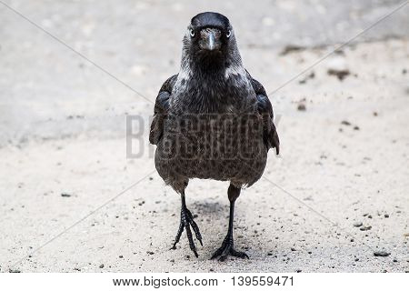 Jackdaw (Corvus monedula) is full-face on the pavement in town. Shallow depth of field