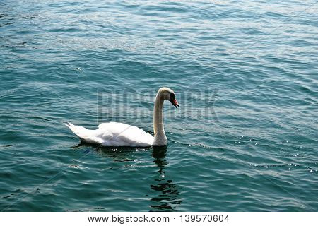 the snow-white swan with beak slightly open swimming in the pond with the emerald water of Zurich Switzerland