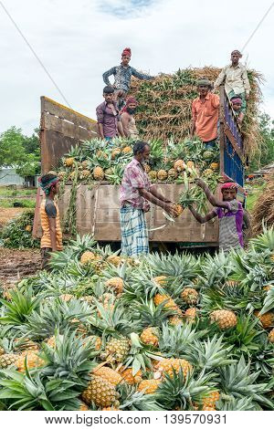 Pineapple Seller