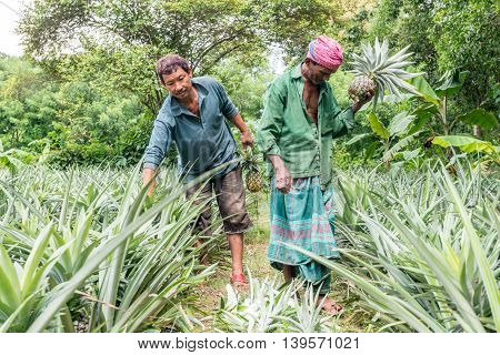 Pineapple Seller