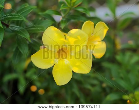 blooming Allamanda cathartica or Common allamanda or golden trumpet vine or yellow bell