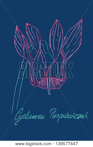Flower vector modern poster - cyclamen purpurascens