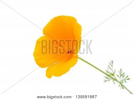 Eschscholzia californica flower on a white background