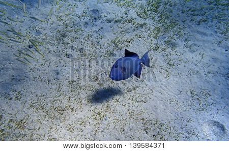 snorkeling with eagleray in the red sea
