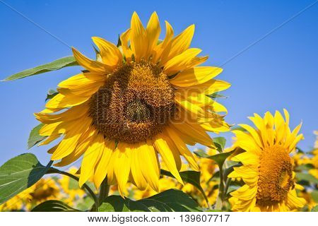 Sunflowers In The Field