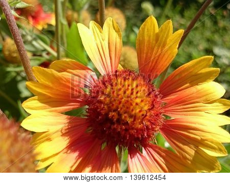 Flowers In The Garden. Summer Fresh Flowers.